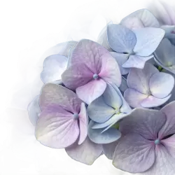 Imagen PNG para descargar